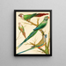 White-eared Conures, Malabar Parrot, and Blue-crowned Parrot - W. A. Blakston — framed artwork on a wall