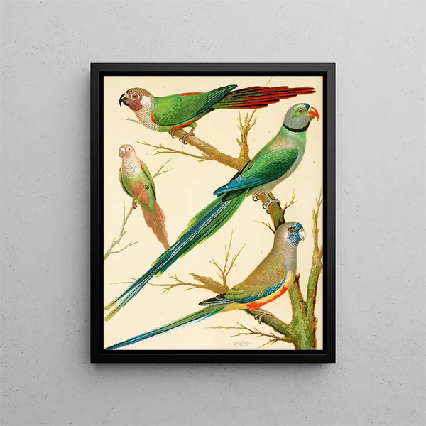 White-eared Conures, Malabar Parrot, and Blue-crowned Parrot - W. A. Blakston — framed artwork on a wall