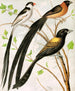 Bird painting widah - W. A. Blakston — artwork view