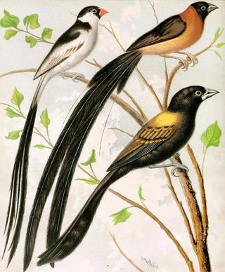 Bird painting widah - W. A. Blakston — artwork view