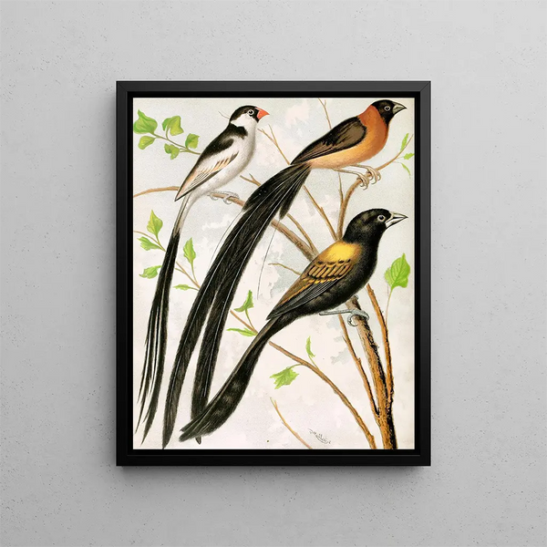 Bird painting widah - W. A. Blakston — framed artwork on a wall
