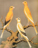 Yorkshire Canaries Painting, uniformly marked in yellow and buff, and light yellow - W. A. Blakston — artwork view