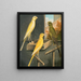 Yorkshire Canaries Painting - W. A. Blakston — framed artwork on a wall