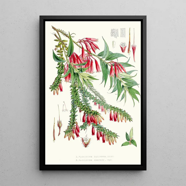 A Vaccinium Salignum Hf and T B Vaccinium Serpens Hf and T - Walter Hood Fitch — framed artwork on a wall