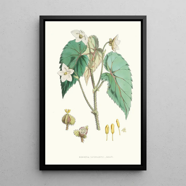 Begonia Cathcartii H f et T - Walter Hood Fitch — framed artwork on a wall