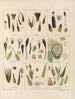 Botanical Cryptogamic Painting of the Antarctic Voyage of the HM Discovery Erebus and Terror Ships in the Years 1839 Pl01 - Walter Hood Fitch — artwork view