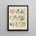 Botanical Cryptogamic Painting of the Antarctic Voyage of the HM Discovery Erebus and Terror Ships in the Years 1839 Pl01 - Walter Hood Fitch — framed artwork on a wall