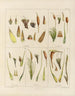 Botanical cryptogamic painting of the voyage to Antarctica of the ships HM Discovery Erebus and Terror in the years 1839 Pl02 - Walter Hood Fitch — artwork view