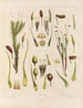 Botanical Cryptogamic Painting of the Voyage to Antarctica of the Ships HM Discovery Erebus and Terror in the Years 1839 Pl03 - Walter Hood Fitch — artwork view