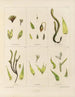 Botanical cryptogamic painting of the voyage to Antarctica of the ships HM Discovery Erebus and Terror in the years 1839 Pl04 - Walter Hood Fitch — artwork view