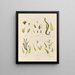 Botanical cryptogamic painting of the voyage to Antarctica of the ships HM Discovery Erebus and Terror in the years 1839 Pl04 - Walter Hood Fitch — framed artwork on a wall