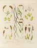 Botanical Cryptogamic Painting of the Antarctic Voyage of the HM Discovery Erebus and Terror Ships in the Years 1839 Pl05 - Walter Hood Fitch — artwork view