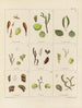 Botanical cryptogamic painting of the voyage to Antarctica of the HM Discovery Erebus and Terror ships in the years 1839 Pl06 - Walter Hood Fitch — artwork view