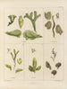 Botanical Cryptogamic Painting of the Antarctic Voyage of the HM Discovery Erebus and Terror Ships in 1839 Pl07 - Walter Hood Fitch — artwork view