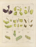 Botanical cryptogamic painting of the voyage to Antarctica of the HM Discovery Erebus and Terror ships in the years 1839 Pl08 - Walter Hood Fitch — artwork view