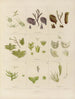 Botanical cryptogamic painting of the voyage to Antarctica of the ships HM Discovery Erebus and Terror in the years 1839 Pl09 - Walter Hood Fitch — artwork view
