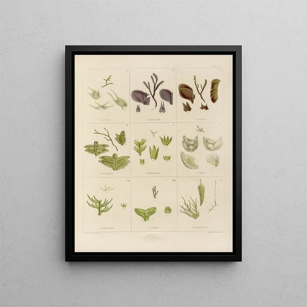 Botanical cryptogamic painting of the voyage to Antarctica of the ships HM Discovery Erebus and Terror in the years 1839 Pl09 - Walter Hood Fitch — framed artwork on a wall