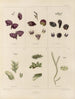 Botanical Cryptogamic Painting of the Antarctic Voyage of the HM Discovery Erebus and Terror Ships in the Years 1839 Pl10 - Walter Hood Fitch — artwork view