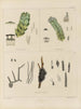 Botanical cryptogamic painting of the voyage to Antarctica of the ships HM Discovery Erebus and Terror in the years 1839 Pl11 - Walter Hood Fitch — artwork view