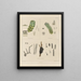 Botanical cryptogamic painting of the voyage to Antarctica of the ships HM Discovery Erebus and Terror in the years 1839 Pl11 - Walter Hood Fitch — framed artwork on a wall