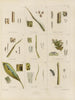 Botanical Cryptogamic Painting of the Antarctic Voyage of the HM Discovery Erebus and Terror Ships in the Years 1839 Pl12 - Walter Hood Fitch — artwork view