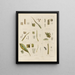 Botanical Cryptogamic Painting of the Antarctic Voyage of the HM Discovery Erebus and Terror Ships in the Years 1839 Pl12 - Walter Hood Fitch — framed artwork on a wall