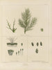 Botanical cryptogamic painting of the voyage to Antarctica of the ships HM Discovery Erebus and Terror in the years 1839 Pl13 - Walter Hood Fitch — artwork view