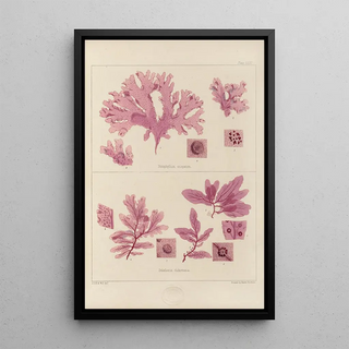 Walter Hood Fitch - Cryptogamic botany of the Antarctic voyage of HM Discovery ships Erebus and Terror in the years 1839 Pl15.webp