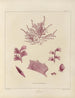 Botanical Cryptogamic Painting of the Antarctic Voyage of the HM Discovery Erebus and Terror Ships in the Years 1839 Pl20 - Walter Hood Fitch — artwork view