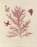 Botanical Cryptogamic Painting of the Voyage to Antarctica of the Ships HM Discovery Erebus and Terror in the Years 1839 Pl21 - Walter Hood Fitch — artwork view