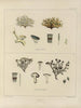 Botanical Cryptogamic Painting of the Antarctic Voyage of the HM Discovery Erebus and Terror Ships in the Years 1839-1843 - Walter Hood Fitch — artwork view