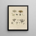 Botanical Cryptogamic Painting of the Antarctic Voyage of the HM Discovery Erebus and Terror Ships in the Years 1839-1843 - Walter Hood Fitch — framed artwork on a wall
