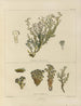 Botanical cryptogamic painting of the voyage to Antarctica of the ships HM Discovery Erebus and Terror in the years 1839 Pl24 - Walter Hood Fitch — artwork view