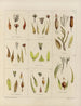 Botanical Cryptogamic Painting of the Antarctic Voyage of the HM Discovery Erebus and Terror Ships in the Years 1839 Pl25 - Walter Hood Fitch — artwork view