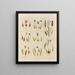 Botanical Cryptogamic Painting of the Antarctic Voyage of the HM Discovery Erebus and Terror Ships in the Years 1839 Pl25 - Walter Hood Fitch — framed artwork on a wall