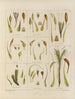 Botanical cryptogamic painting of the voyage to Antarctica of the HM Discovery Erebus and Terror ships in 1839 Pl26 - Walter Hood Fitch — artwork view