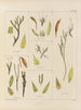 Botanical cryptogamic painting of the voyage to Antarctica of the ships HM Discovery Erebus and Terror in the years 1839 Pl28 - Walter Hood Fitch — artwork view
