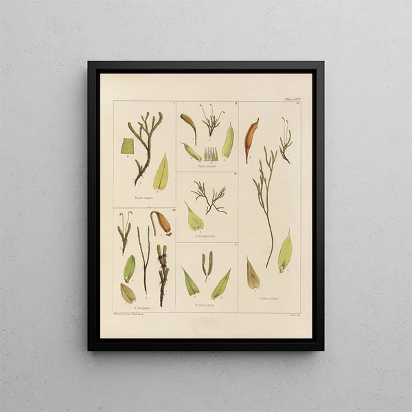 Botanical cryptogamic painting of the voyage to Antarctica of the ships HM Discovery Erebus and Terror in the years 1839 Pl28 - Walter Hood Fitch — framed artwork on a wall