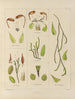 Botanical Cryptogamic Painting of the Antarctic Voyage of the HM Discovery Erebus and Terror Ships in the Years 1839 Pl29 - Walter Hood Fitch — artwork view