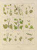 Botanical cryptogamic painting of the voyage to Antarctica of the ships HM Discovery Erebus and Terror in the years 1839 Pl32 - Walter Hood Fitch — artwork view