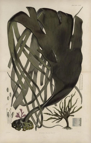 Walter Hood Fitch - Cryptogamic botany of the Antarctic voyage of HM Discovery ships Erebus and Terror in the years 1839 Pl39.webp