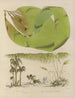 Botanical cryptogamic painting of the voyage to Antarctica of the HM Discovery Erebus and Terror ships in the years 1839 Pl42 - Walter Hood Fitch — artwork view
