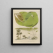 Botanical cryptogamic painting of the voyage to Antarctica of the HM Discovery Erebus and Terror ships in the years 1839 Pl42 - Walter Hood Fitch — framed artwork on a wall