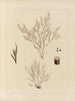 Botanical Cryptogamic Painting of the Voyage to Antarctica of the HM Discovery Erebus and Terror Ships in the Years 1839 Pl54 - Walter Hood Fitch — artwork view