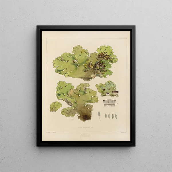 Botanical cryptogamic painting of the voyage to Antarctica of the HM Discovery Erebus and Terror ships in the years 1839 Pl66 - Walter Hood Fitch — framed artwork on a wall
