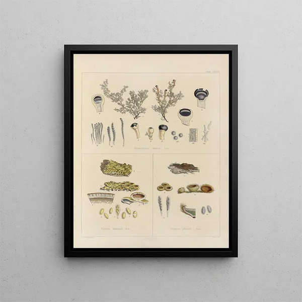 Botanical cryptogamic painting of the voyage to Antarctica of the ships HM Discovery Erebus and Terror in the years 1839 Pl67 - Walter Hood Fitch — framed artwork on a wall