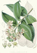 Duabanga Sonneratioides Ham - Walter Hood Fitch — artwork view