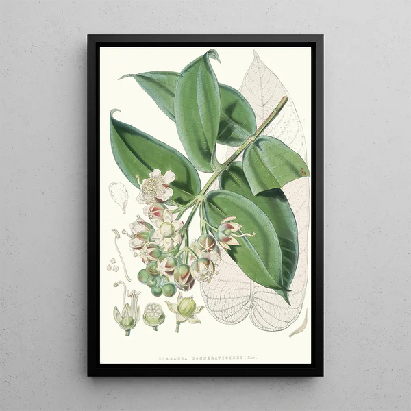 Duabanga Sonneratioides Ham - Walter Hood Fitch — framed artwork on a wall