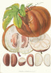 Hodgsonia Heteroclita H f et T Fruit - Walter Hood Fitch — artwork view