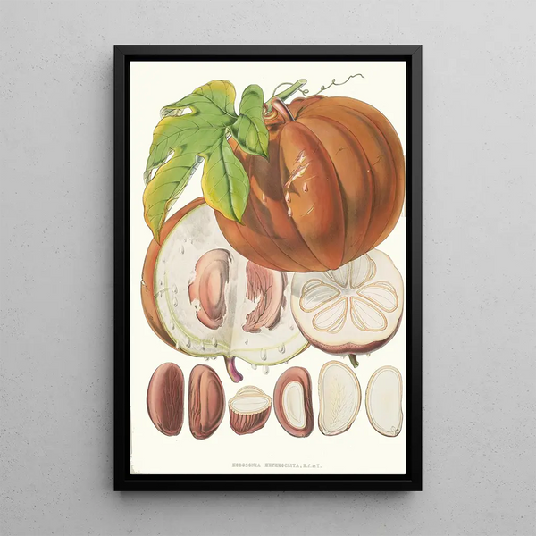 Hodgsonia Heteroclita H f et T Fruit - Walter Hood Fitch — framed artwork on a wall
